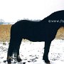 Nordschwedisches_ Pferd1_(2)